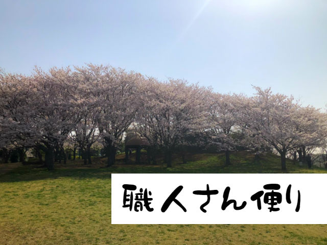 白井市の桜